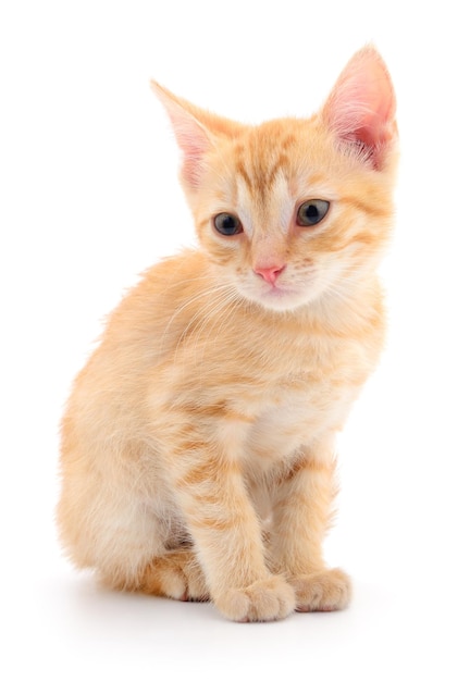 Kitten on white background