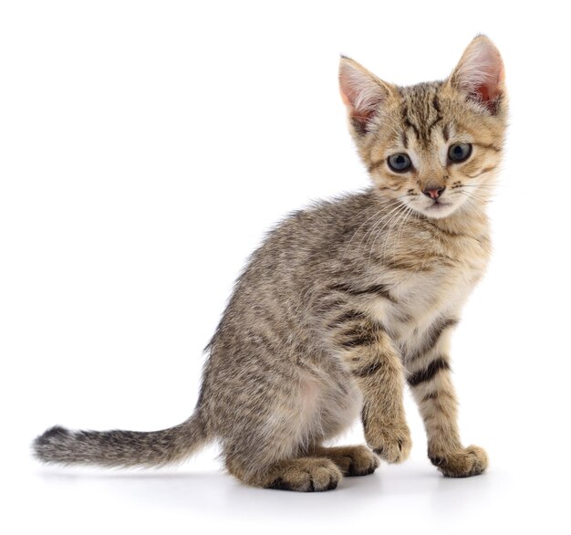 Kitten on white background