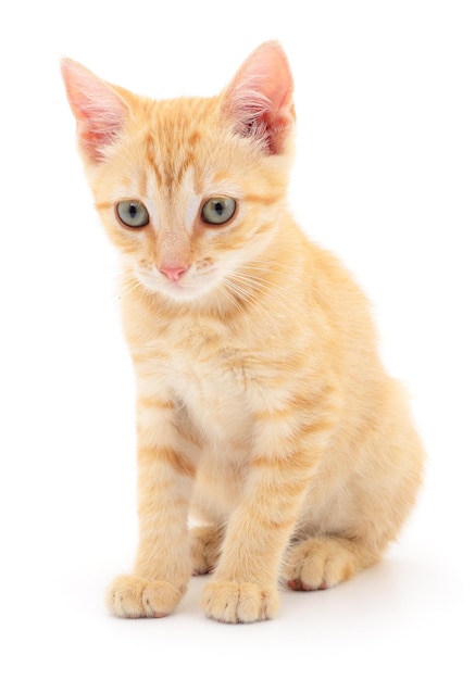 Kitten on white background