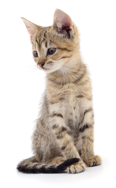 Kitten on white background