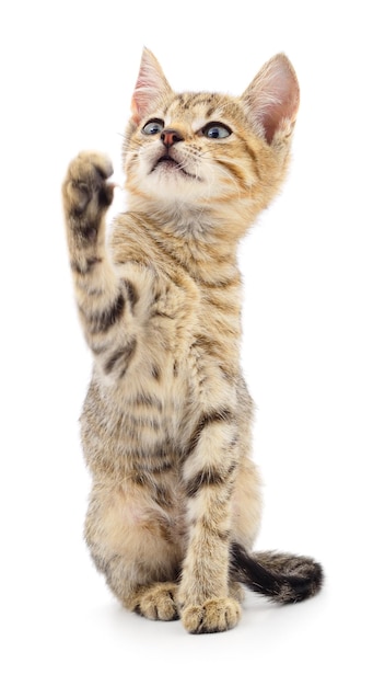 Kitten on white background