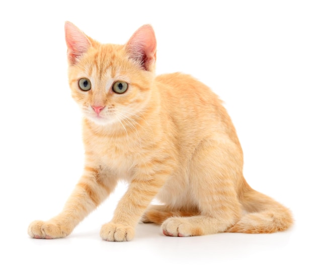 Kitten on white background