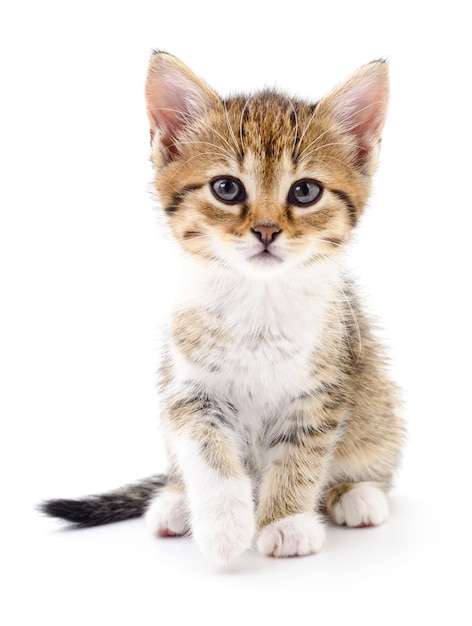 Kitten on white background