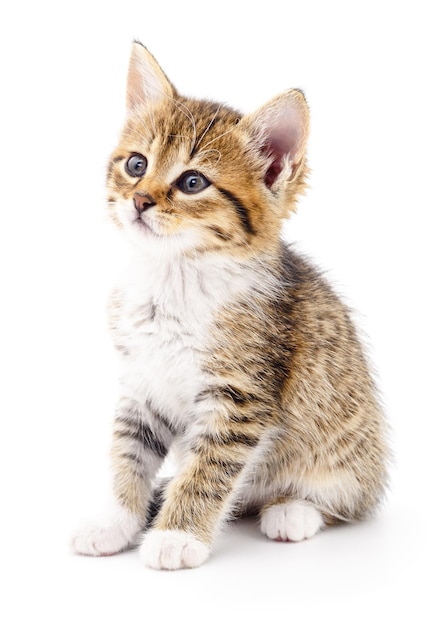 Kitten on white background