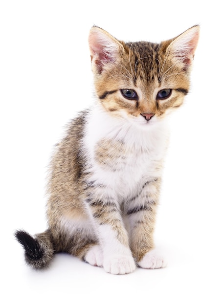 ⁇ 색 바탕 에 있는 새끼 고양이