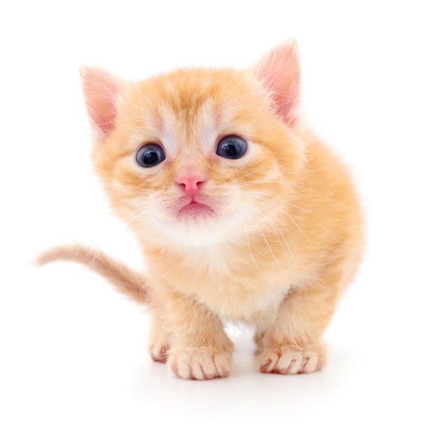 Kitten on white background