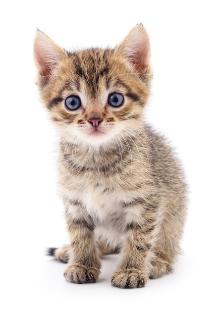 Kitten on white background