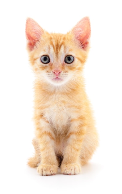 Kitten on white background