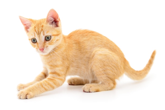 Kitten on white background