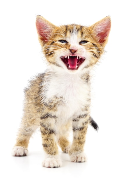 Kitten on white background