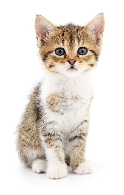 Kitten on white background