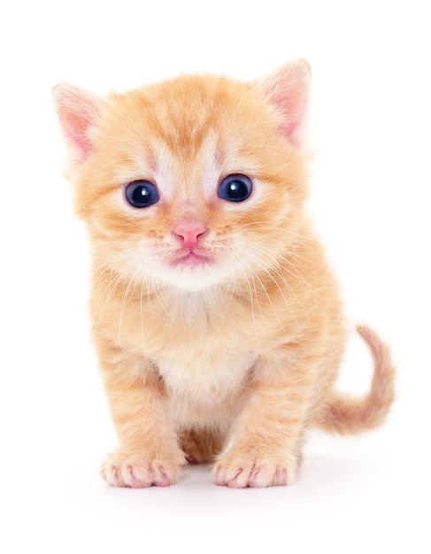 Kitten on white background