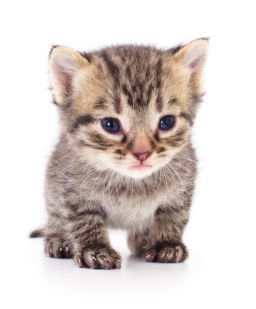 Kitten on white background