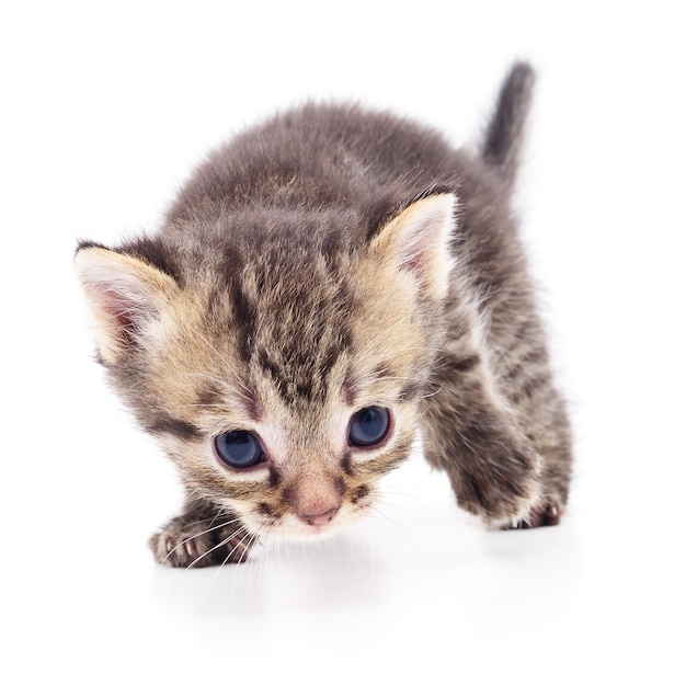 Kitten on white background