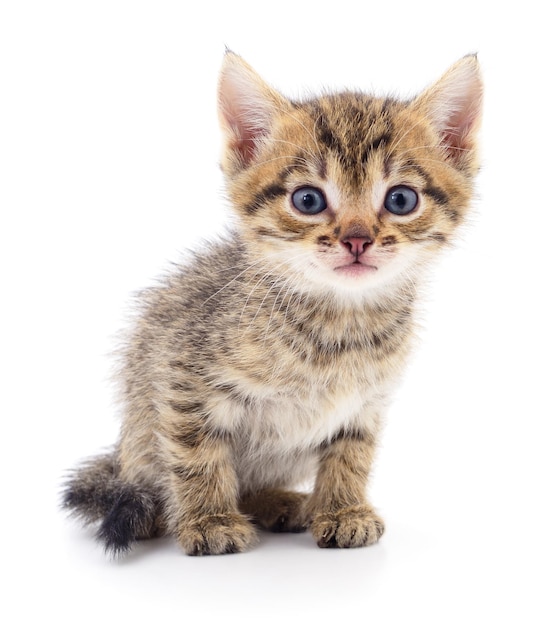 Kitten on white background