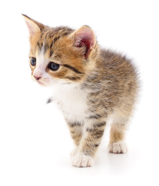 Kitten on white background