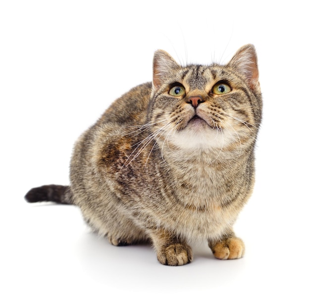 Kitten on white background