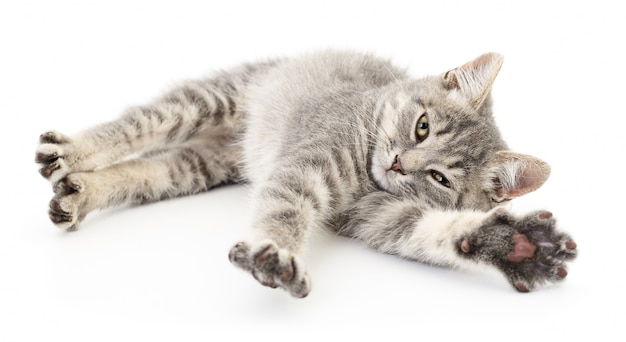 Kitten on a white background