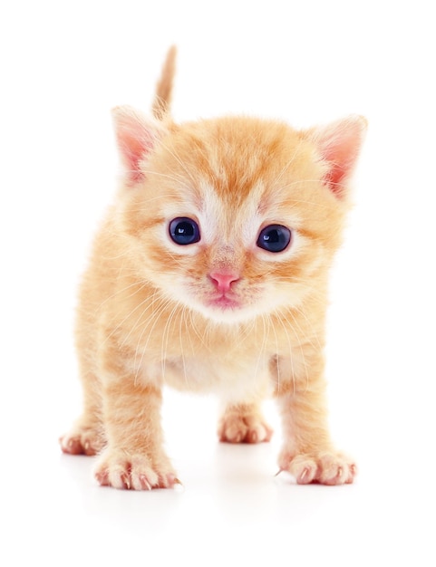 Kitten on white background