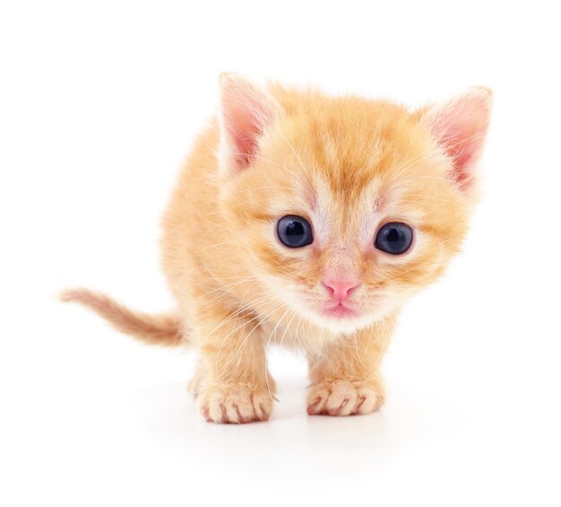 Kitten on white background