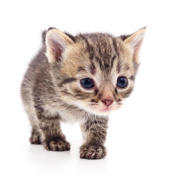 Kitten on white background