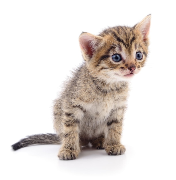 Kitten on white background