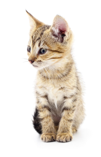 Kitten on white background