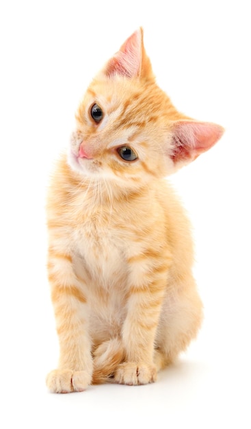 Kitten on white background