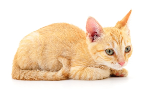 Kitten on white background