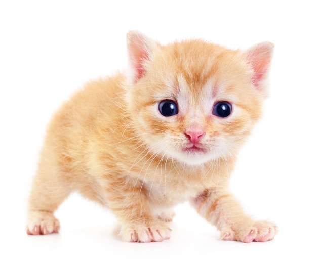 Kitten on white background