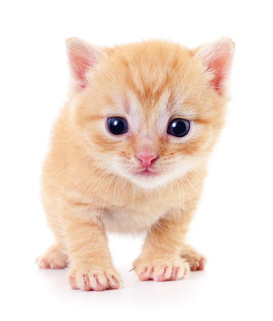 Kitten on white background