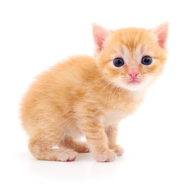 Premium Photo | Kitten on white background