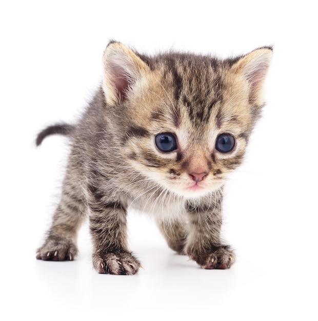 Kitten on white background