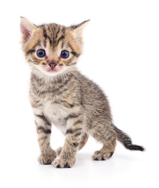 Kitten on white background