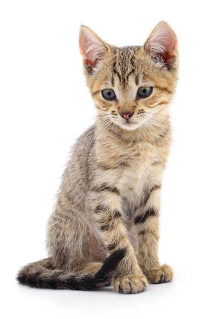 Kitten on white background