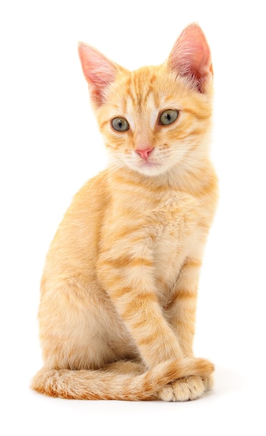 Kitten on white background