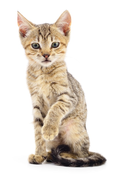 Kitten on white background