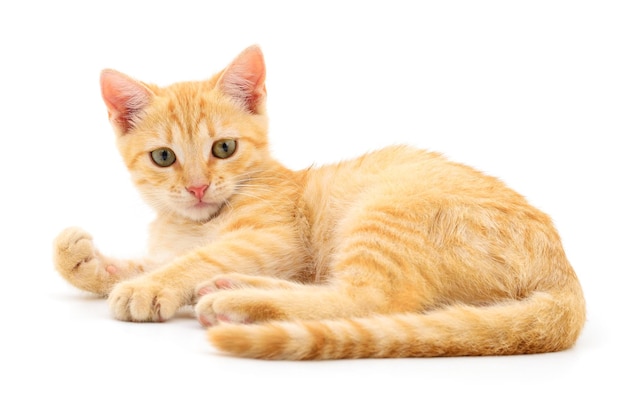 Kitten on white background