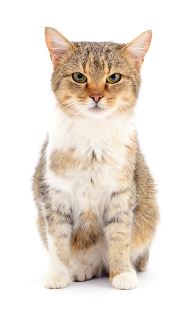 Kitten on white background