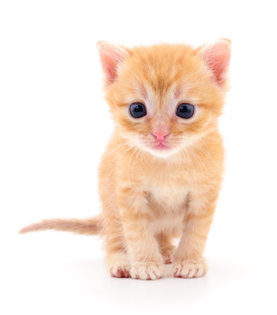 Kitten on white background