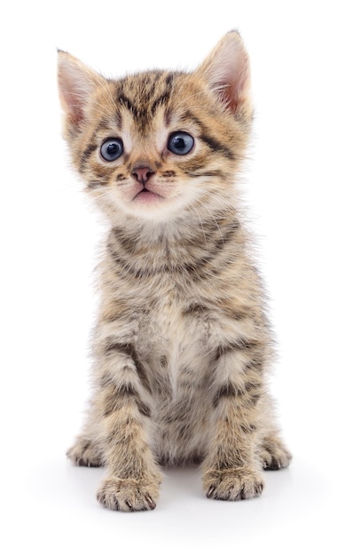 Kitten on white background