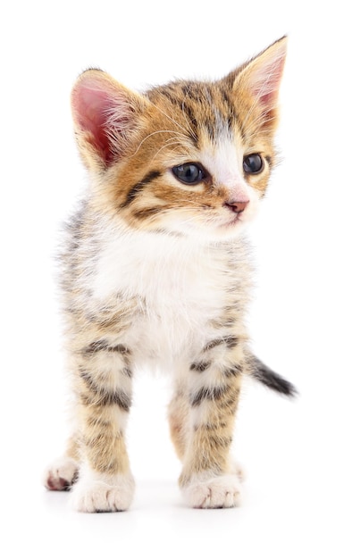 Kitten on white background