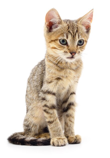 ⁇ 색 바탕 에 있는 새끼 고양이