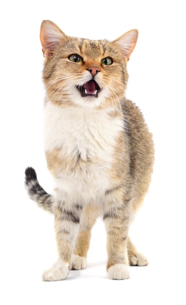 Kitten on white background