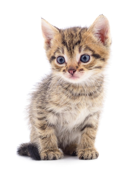 Kitten on white background