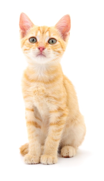 Kitten on white background