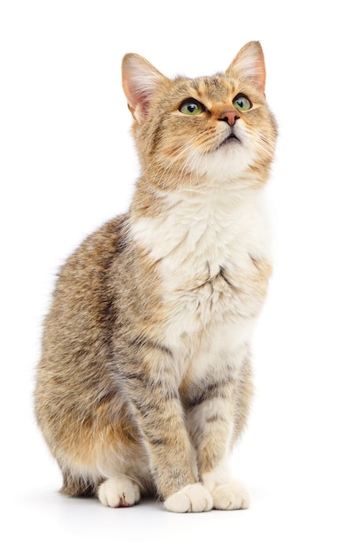 Kitten on white background