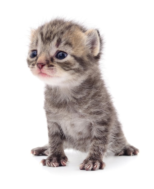 Kitten on white background