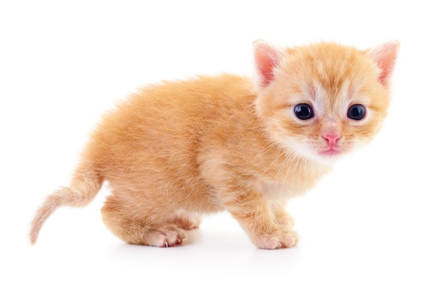 Kitten on white background