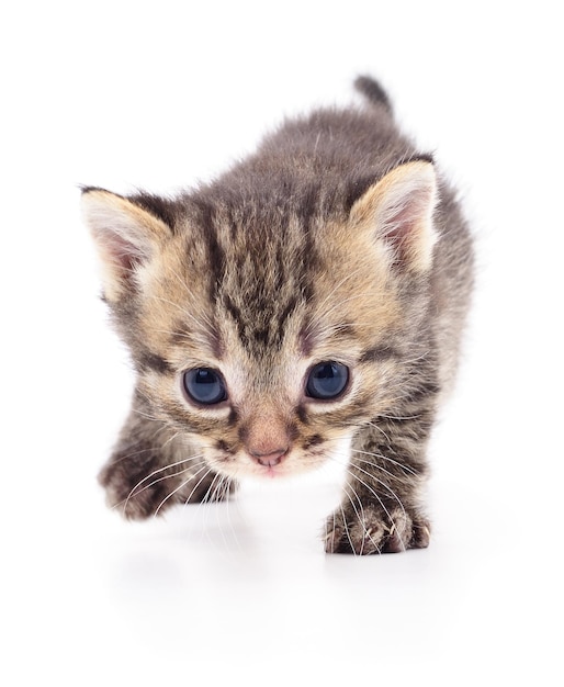 Kitten on white background